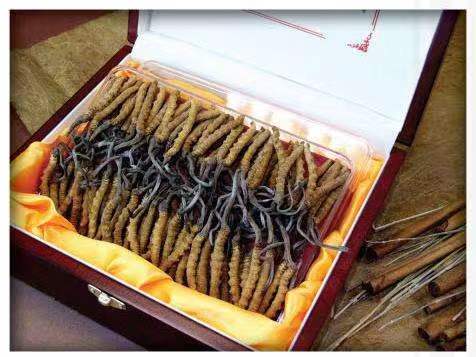 余庆冬虫夏草回收